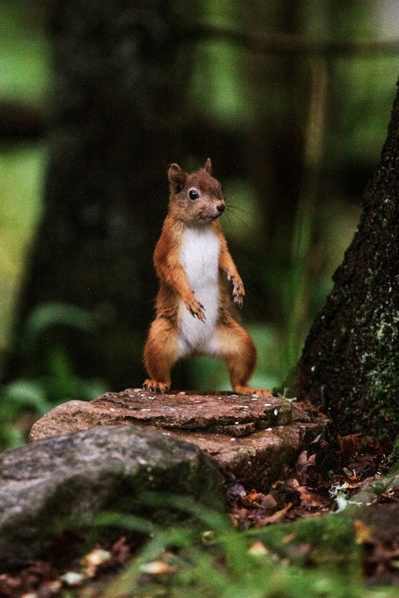 05 metsa--n-pieni-kuningas.jpg